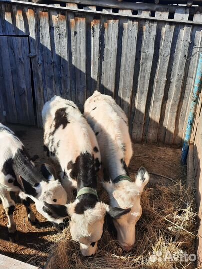 Телочки, бычки, овцы и бараны