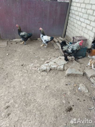 Молодые петушки7мес, Брама лохмоножки