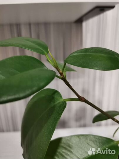 Фикус микрокарпа мокламе