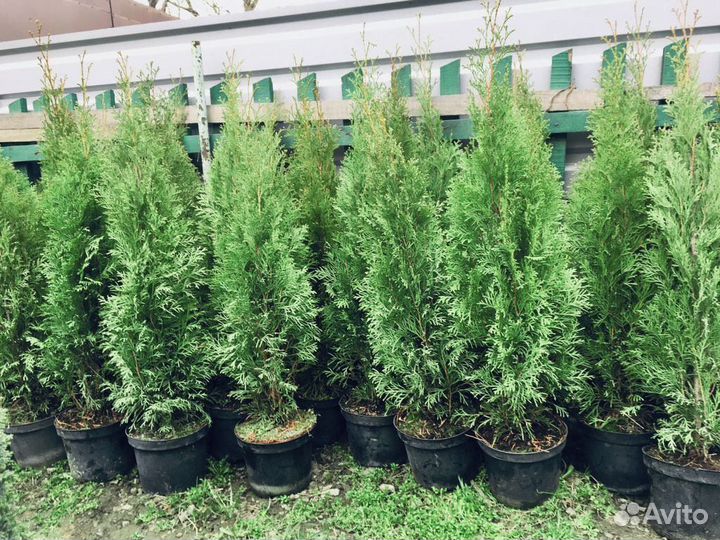 Смарагд туя