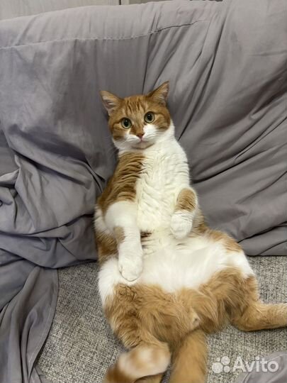 Кот в добрые руки