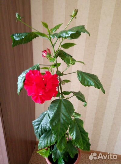 Гибискус махровая китайская роза