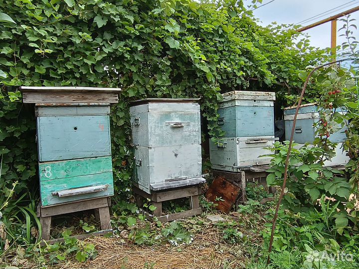 Улей с пчелами