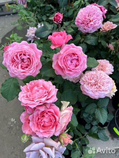 Саженцы роз в ассортименте