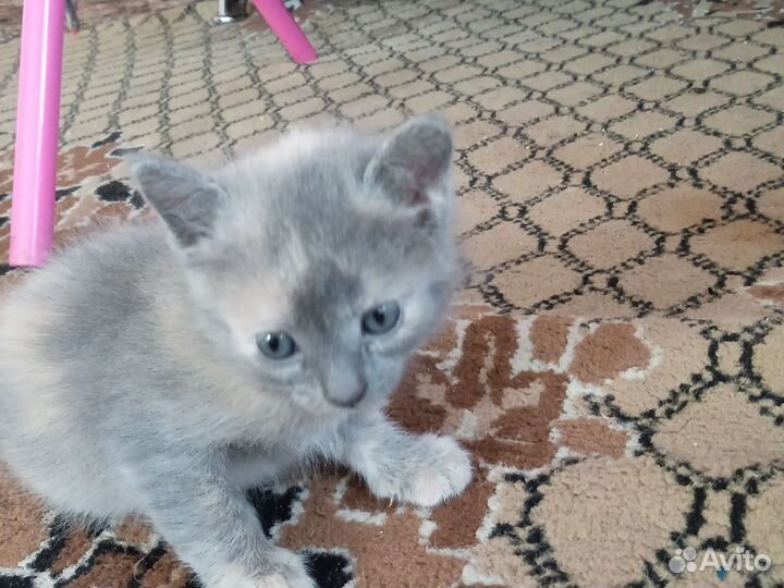 Возьмите его пожалуйста