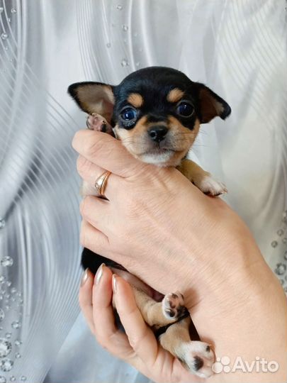 Щенки чихуахуа