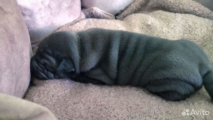 Щенки шарпей