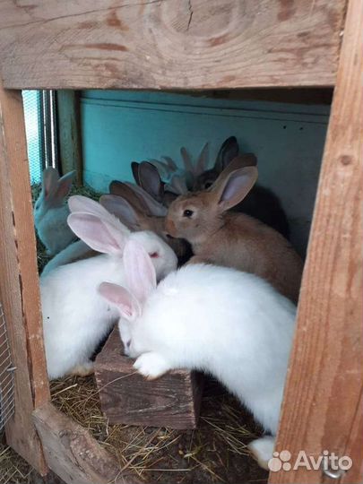 Кролики бабочки