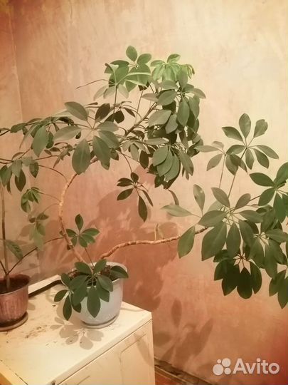 Комнатные цветы