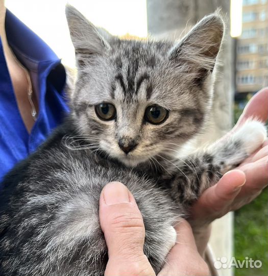 Котенок Василиса