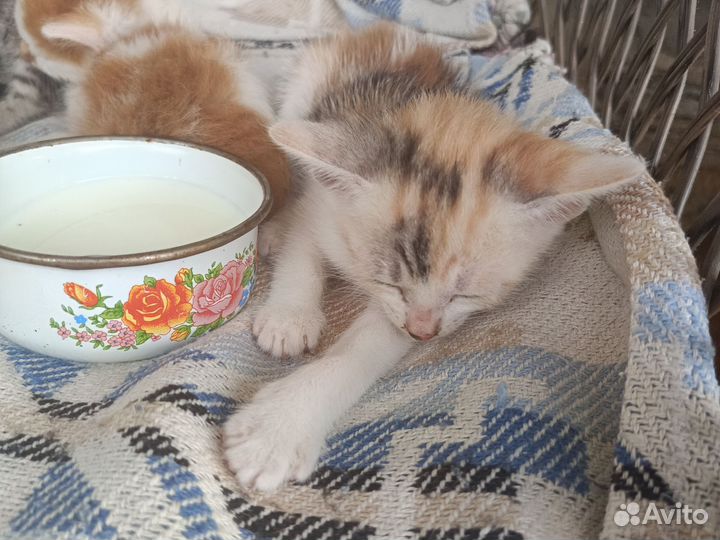 Отдам В самые добрые и надежные ручки