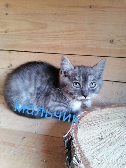 Котята в дар