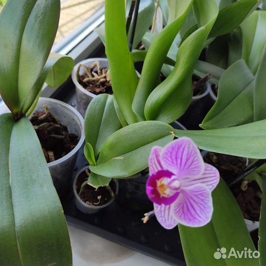 Фаленопсис мини