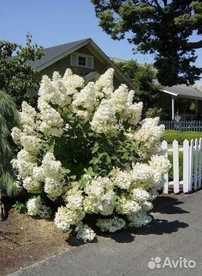 Гортензия «Сильвер доллар».Рассада цветов