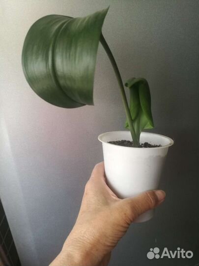 Эухарис амазонская лилия