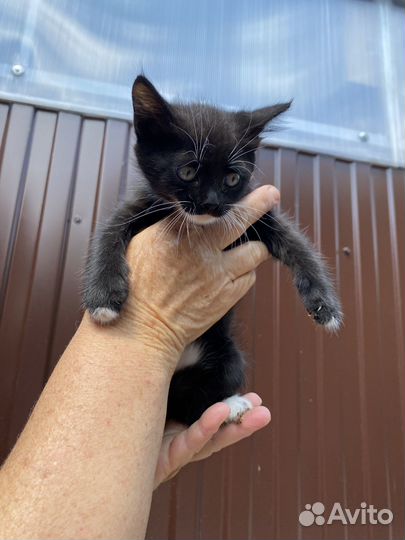 Отдам в добрые руки котёнок девочка