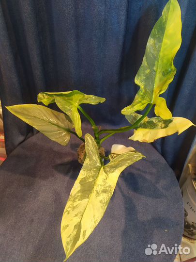 Филодендрон Silver Sword