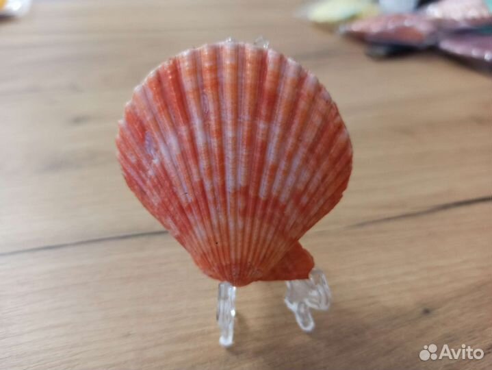 Морская раковина