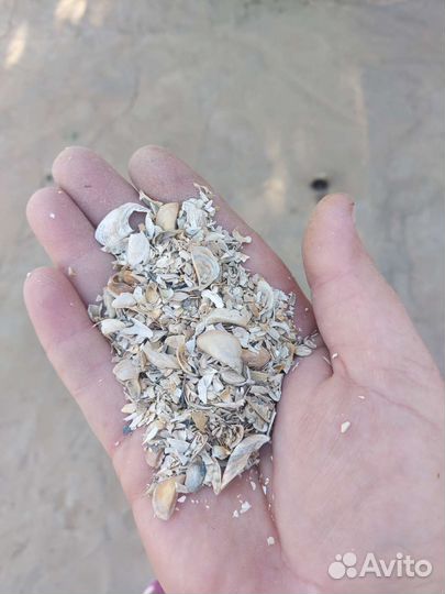 Речная ракушка