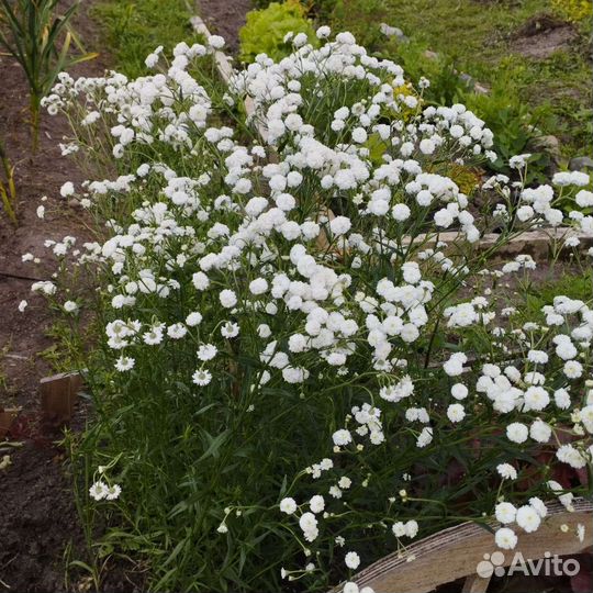 Многолетние цветы