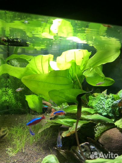 Аквариумное растение эхинодорус