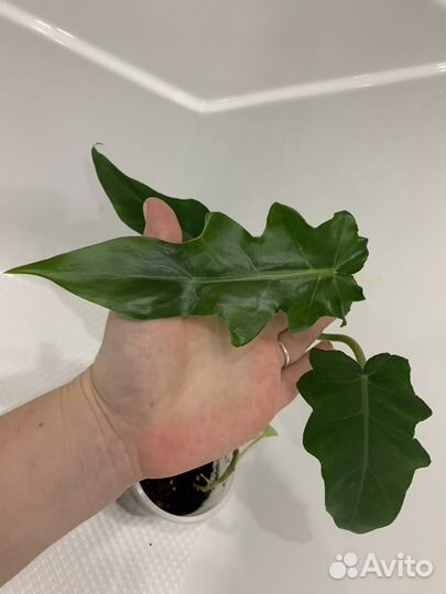 Филодендрон