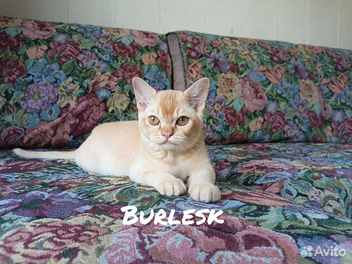 Бурманские котята