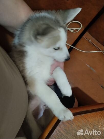 Сибирский хаски вязка