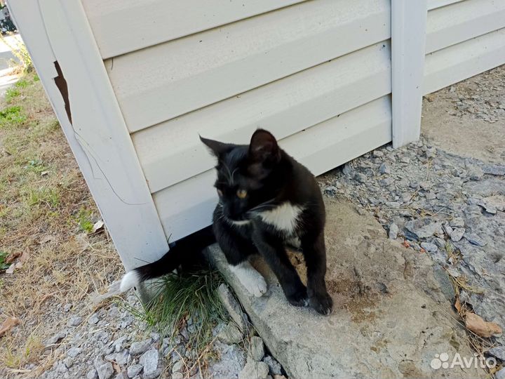 Отдам котенка в добрые руки