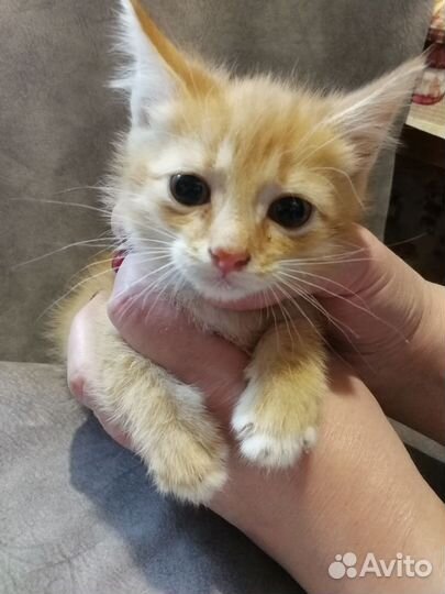 Отдадим котят в добрые руки