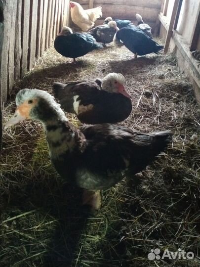 Индоутка мускусная утка