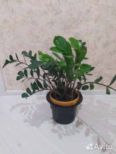 Замиокулькас. Денежное дерево. Бугенвилия