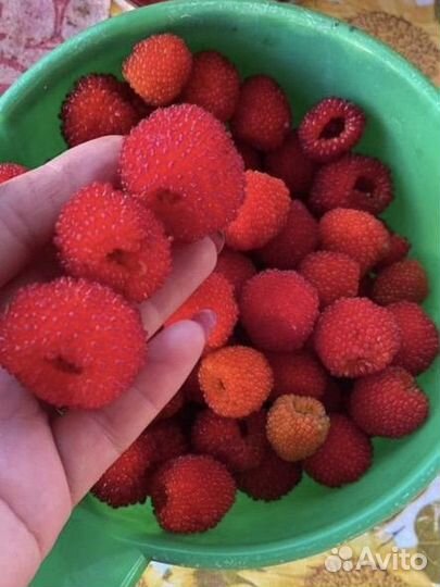 Тибетская малина