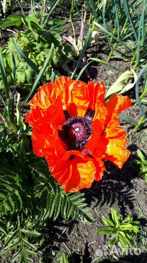 Мак восточный