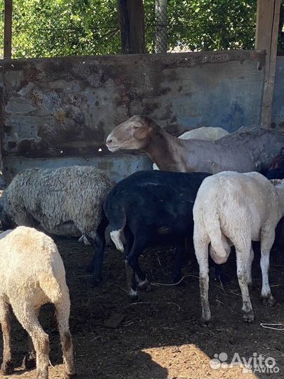 Овцы бараны ярки ягнята