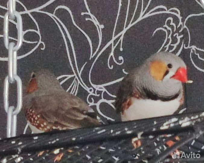 Зебровые амадины