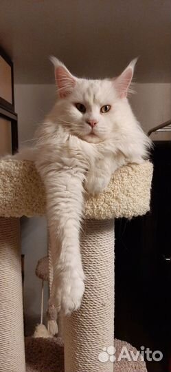 Кот мейн-кун вязка