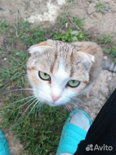 В добрые руки