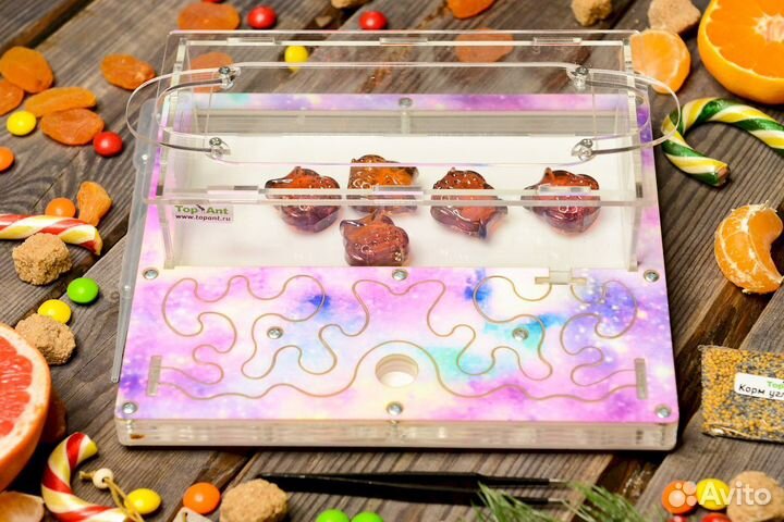 Муравьиная ферма