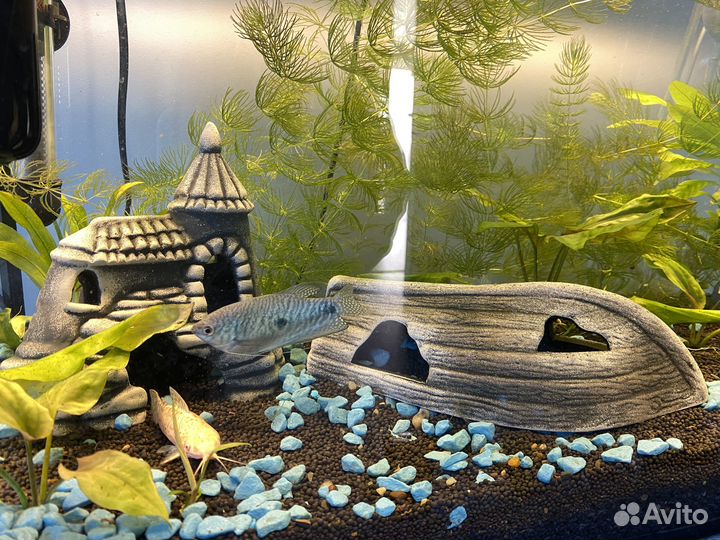 Аквариум 60 л под ключ / рыбки / техника / декор