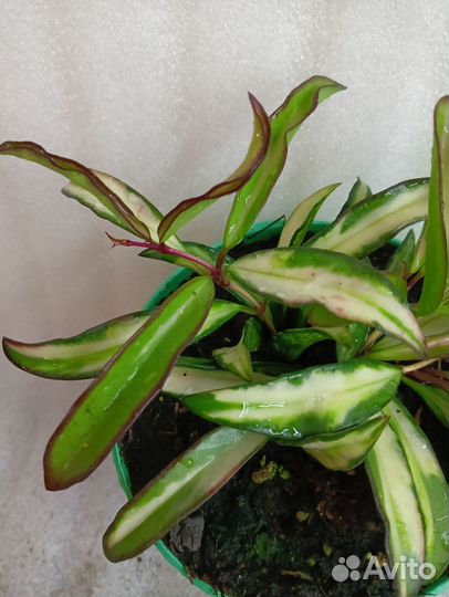 Хойи Tricolor и Wayetii Tricolor