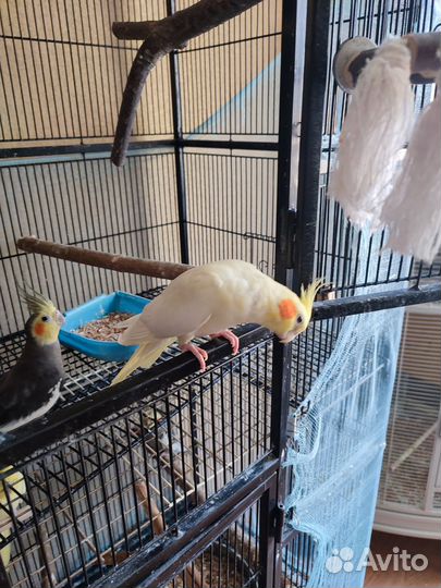 Попугай корелла