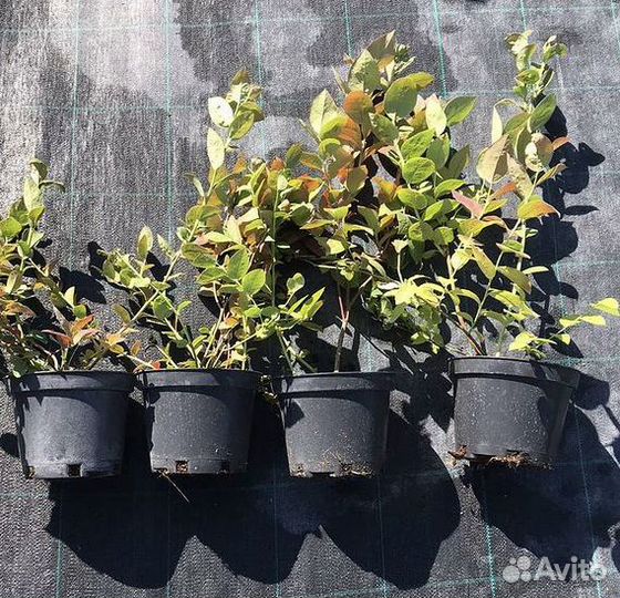 Саженцы голубики, клубники, ежевики, малины и тд