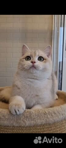 Парень ау 12 на выдане