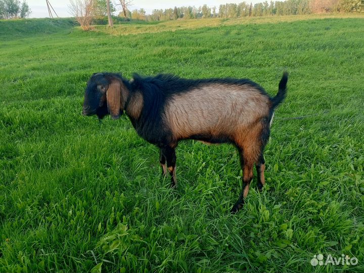 Англо нубийский козел