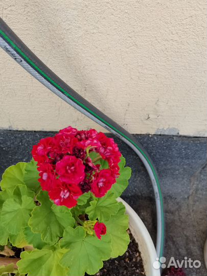 Пеларгонии сортовые