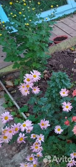 Цветы для сада