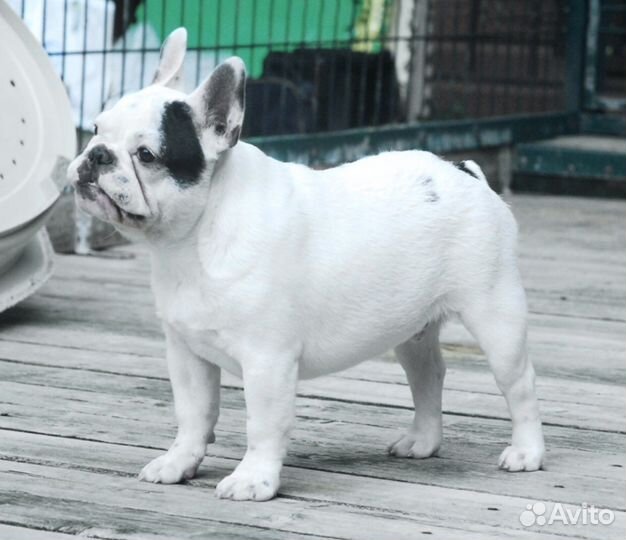 Подрощенный мальчик Марик, щенок французик