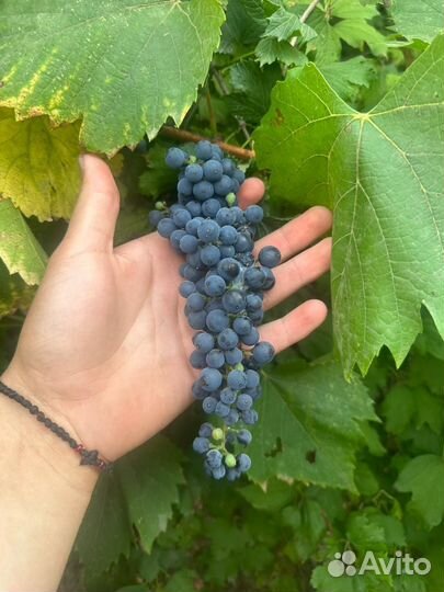 Виноград винный