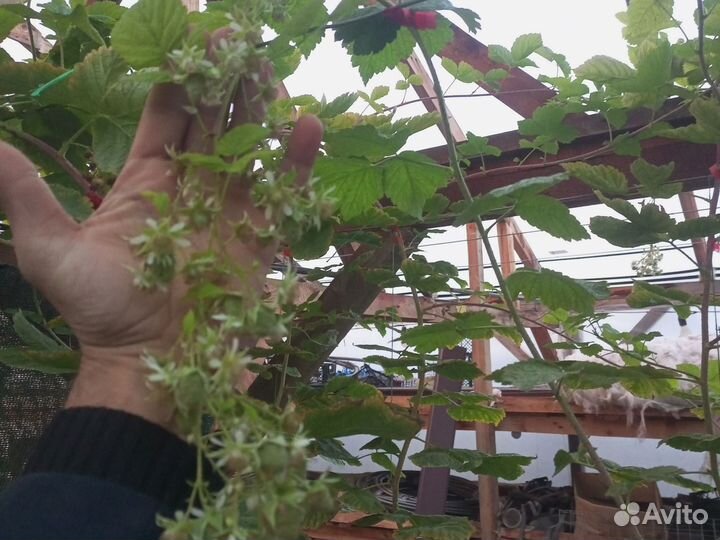 Принимаю за заказы на Саженцы малины